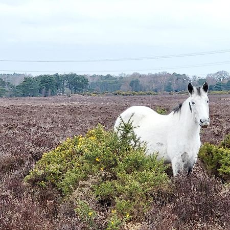 In The Heart Of The New Forest Fordingbridge Zewnętrze zdjęcie